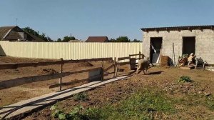 Мериноландшаф овцы,Мясная порода овец. Merinolandschaf#мериноландшаф#мяснаяпорода