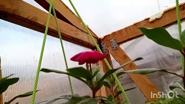 Петуния в апреле смотреть онлайн