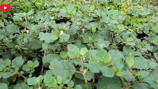 MANFAAT TANAMAN KRAJEP UNTUK KESEHATAN ‼️ KROKOT LAUT DAUN BULAT | Trianthema portulacastrum #kroko смотреть онлайн