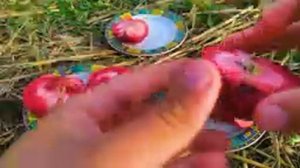 Дегустация красномякотных сортов яблок Сирена и Ера. Redlove apple Syrene and Era. Садочек.