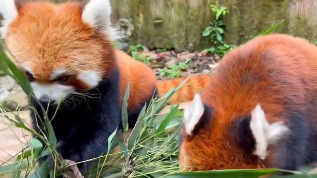 Red Panda eating with its tongue out ? #cute #redpanda смотреть онлайн