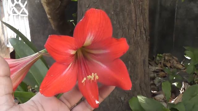 amaryllis lily bulbs bloom year to year flowering in this ground/how to used fertilizer смотреть онлайн