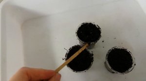 Травянистый гибискус из семян Стратификация и посев