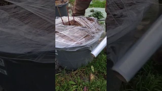 Подготовка голубики к зиме в Рязанской области. смотреть онлайн