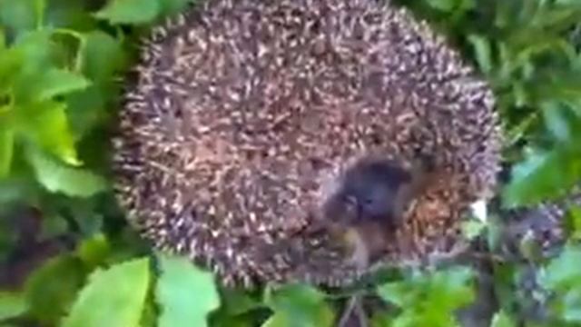 спящий ежик смотреть онлайн