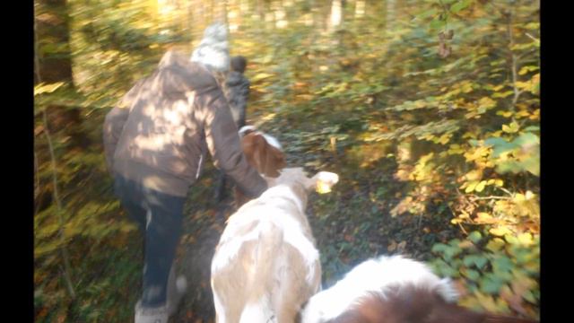 Gassi gehen mit unseren Fleckvieh-Bernhardiner смотреть онлайн