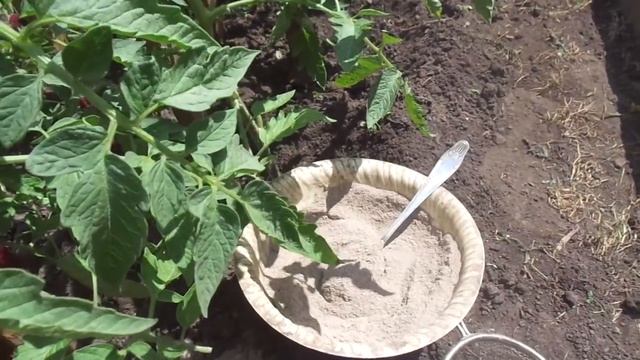 НЕКОТОРЫМ ТОМАТАМ ДЛЯ ПОДКОРМКИ ДОСТАТОЧНО ЛИШЬ 1 ЛОЖКИ ЗОЛЫ. Ольга Чернова. смотреть онлайн