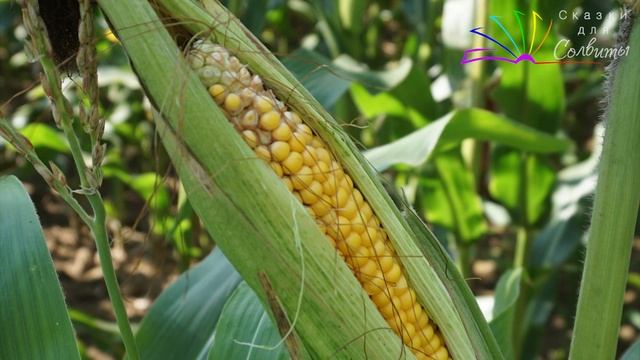 Пригода в кукурудзі | Всеволод Нестайко