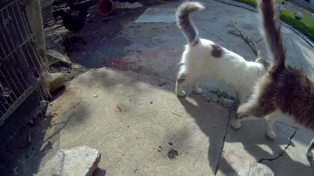 gitup git 2 video test 1080p 60 fps смотреть онлайн