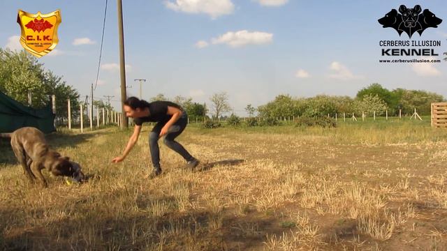 Belona Cerberus Illusion - Cimarron Uruguayo protection training смотреть онлайн