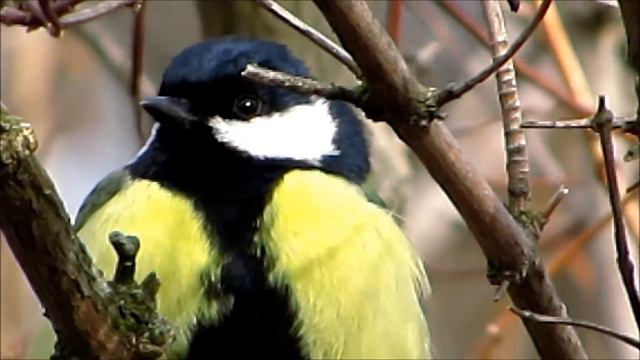 СИНИЦА В ФЕВРАЛЕ смотреть онлайн