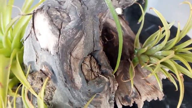 Floración Caput Medusae (Actualización) смотреть онлайн