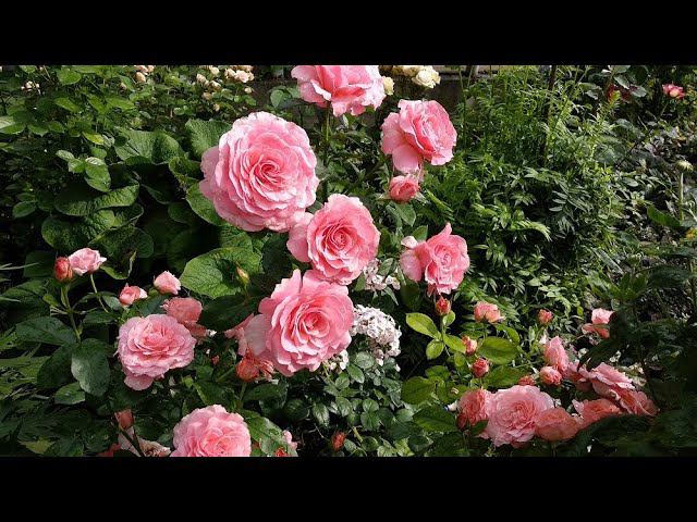 Саженцы роз весной. Как накрывать саженцы роз при посадке смотреть онлайн