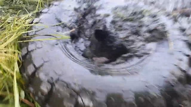 Как поймать колесо от ГАЗ 66.... смотреть онлайн