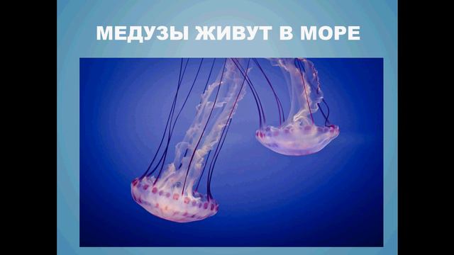 Обитатели моря смотреть онлайн