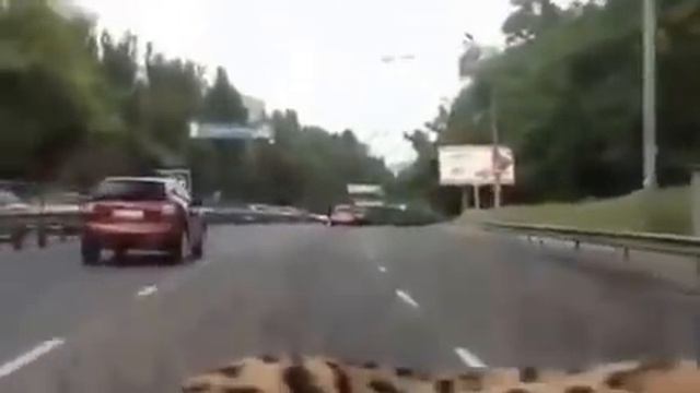 КЛАССНЫЙ БЕНГАЛЬСКИЙ КОТ смотреть онлайн