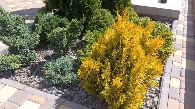 Композиции из хвойных растений возле бассейна. Compositions from coniferous plants near the pool. смотреть онлайн