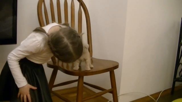 уход за шотландскими вислоухими котятами | люди не верили... смотреть онлайн