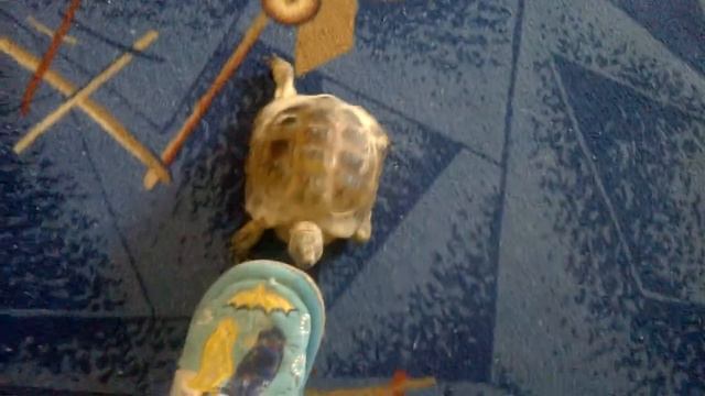 Черепаха идёт в наступление смотреть онлайн