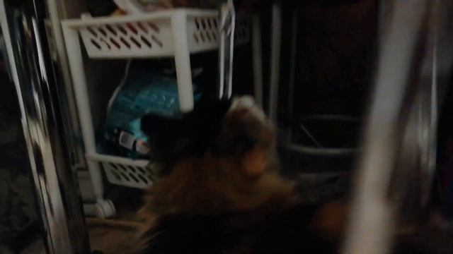 КАК МЫ СВОИМ КОТАМ НАДОЕДАЛИ/Видео для поднятия настроения смотреть онлайн