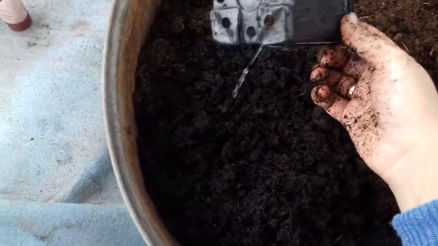 Посадка огурца на рассаду