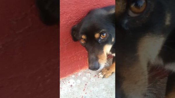 Собака провинилась