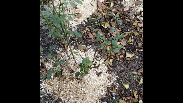 укрытие роз на зиму смотреть онлайн