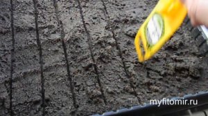 Сею многолетний лук батун