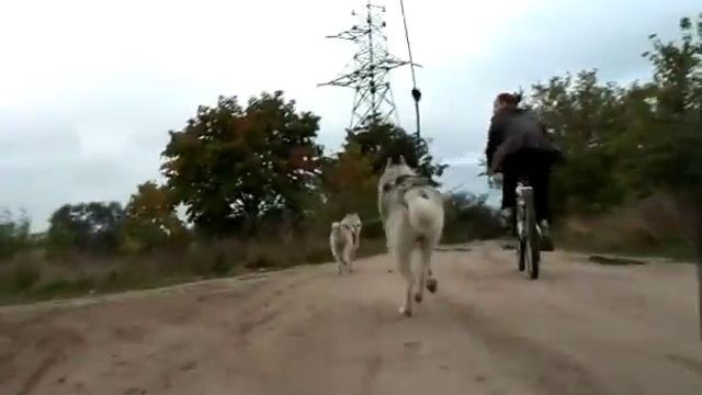 Локи,Клайд и Оскар смотреть онлайн