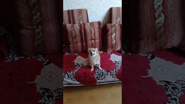 happy dog смотреть онлайн