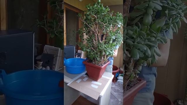 Пересадка Толстянки Красулы Crassula (Денежное дерево)