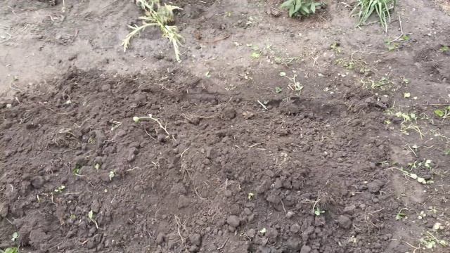 Белый клевер против лечинок майского жука смотреть онлайн