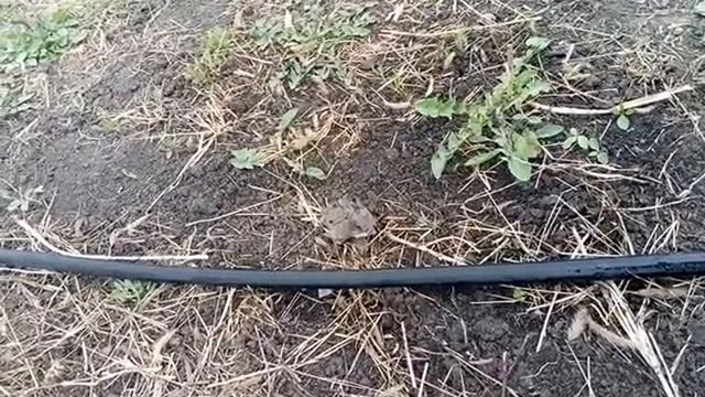 Капельный полив своими руками. Система в действии.