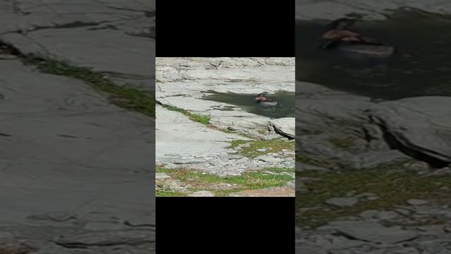 Новая Зеландия.Тюлени. смотреть онлайн