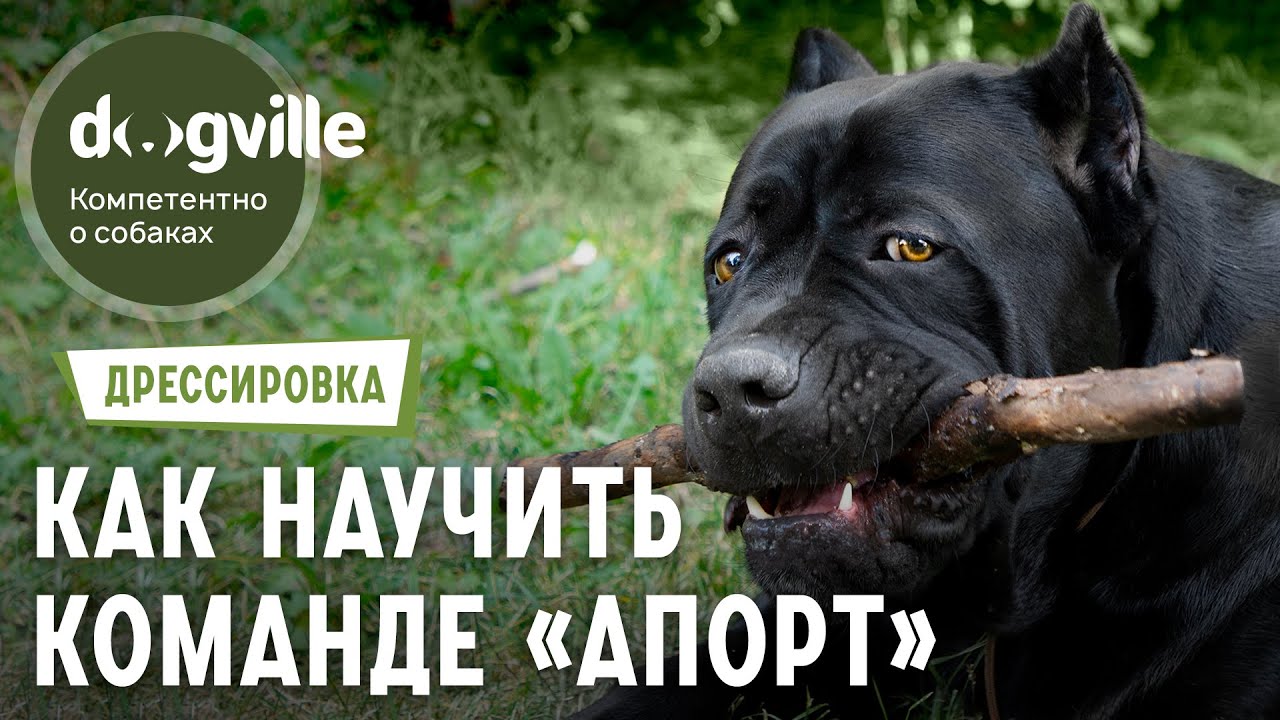 Команда Апорт - Как научиться апортировке? смотреть онлайн