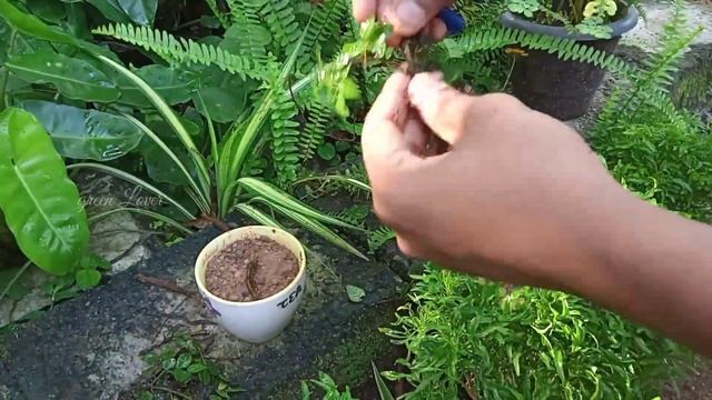 Propagating ficus pumila from a single shoot/ creeping fig propagation/ greenlover / ficus plant ☘️ смотреть онлайн