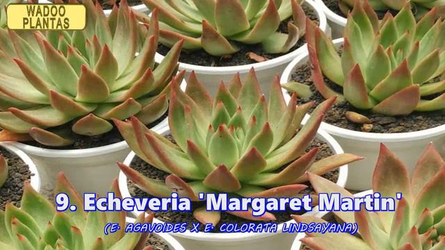 ECHEVERIA COLORATA Y SUS HIBRIDOS смотреть онлайн