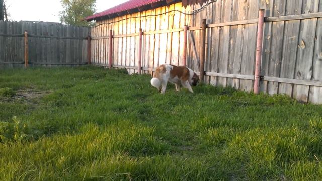 Бруно смотреть онлайн