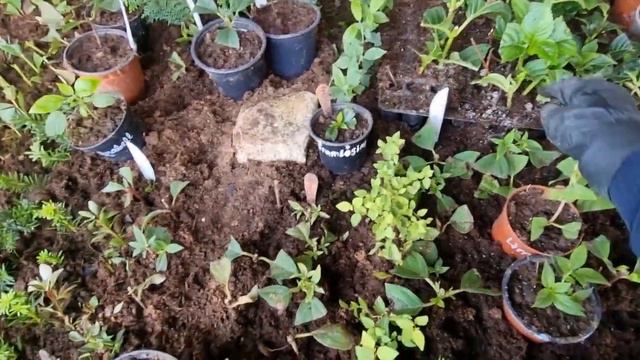 Крупнолистная гортензия и мои результаты в черенкования. смотреть онлайн