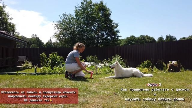 Урок 2 Как работать с диском и научить собаку ловить роллы смотреть онлайн
