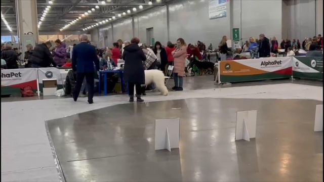 Всероссийская в-ка "Россия. Кубок РКФ 2020-2021" Москва 26.11.2022 смотреть онлайн