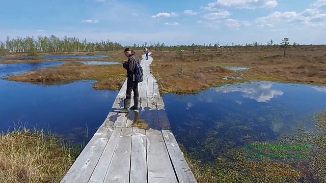 Болото Ельня. Экотропа смотреть онлайн