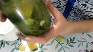 Пеперомия туполистная. Уход и размножение.