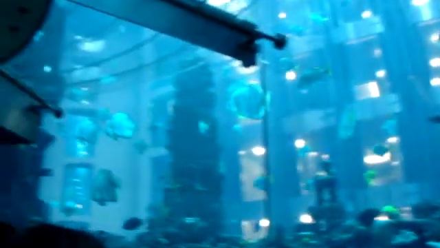 Аква дом - лифт в аквариуме, Берлин, Германия смотреть онлайн