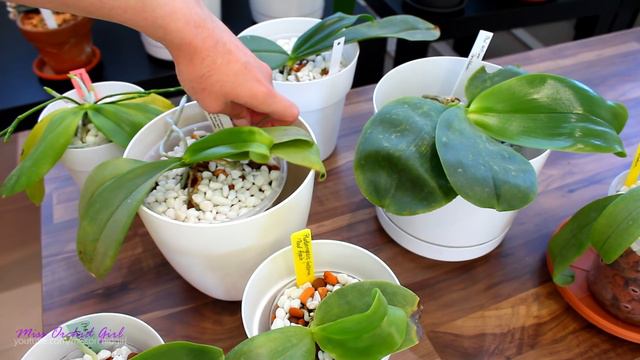 Phalaenopsis species update + Care tips смотреть онлайн