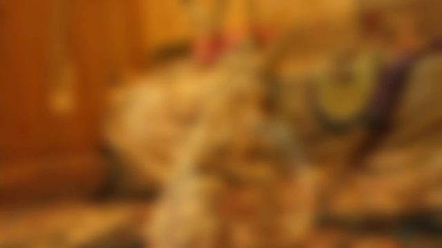 Заяц Тумак и Маруся, вторая встреча смотреть онлайн