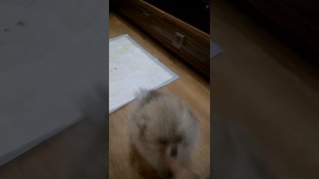 Щенок Померанского шпица патиколор. Мальчик мини шпиц продажа ? Щенок продан смотреть онлайн