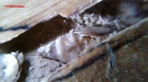 Жук точильщик в доме / Taxta yeyen bocek