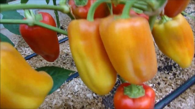 Обзор сладких перцев в теплице. Часть 2 смотреть онлайн