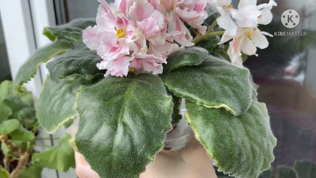 Обзор цветущих ФИАЛОК. Стандарты и минифиалки. смотреть онлайн